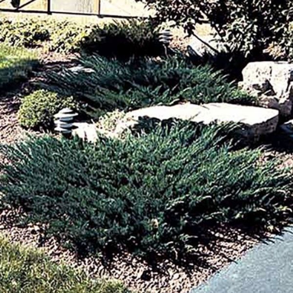 Wisconsin Juniper image