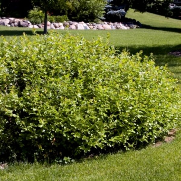 Gro-Low Sumac image