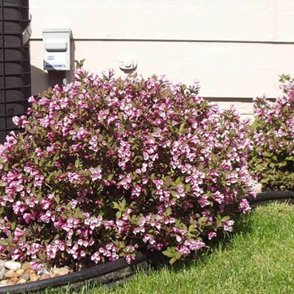 Pink Poppet Weigela image