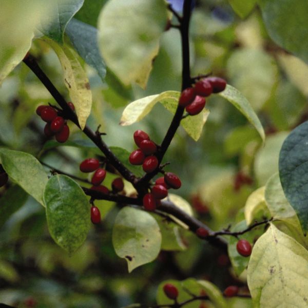 Spice Bush image