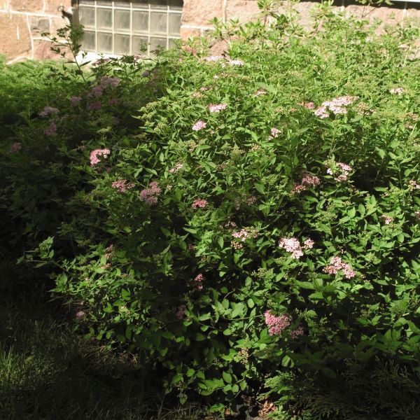 Little Princess Spirea image