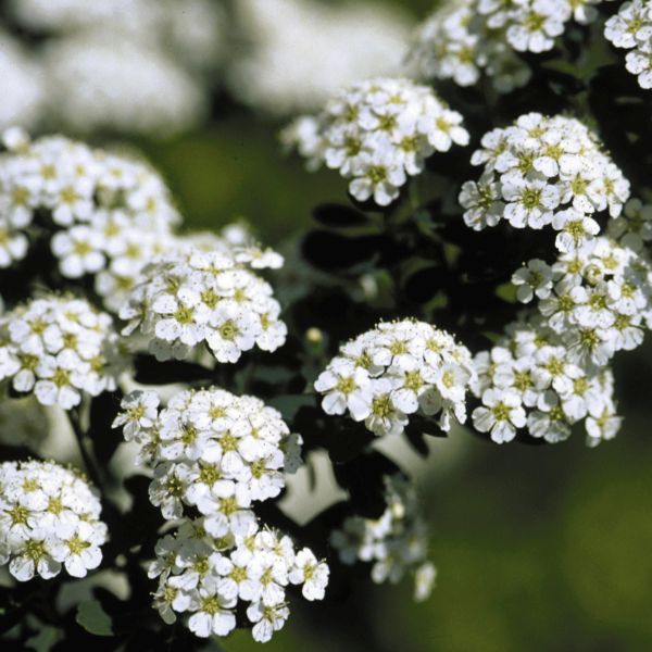 Snowmound Spirea image