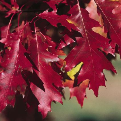 Pin Oak Tree image