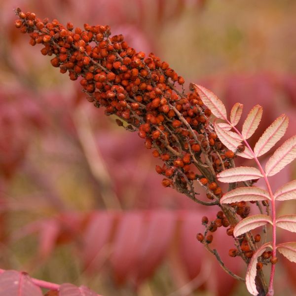 Smooth Sumac image