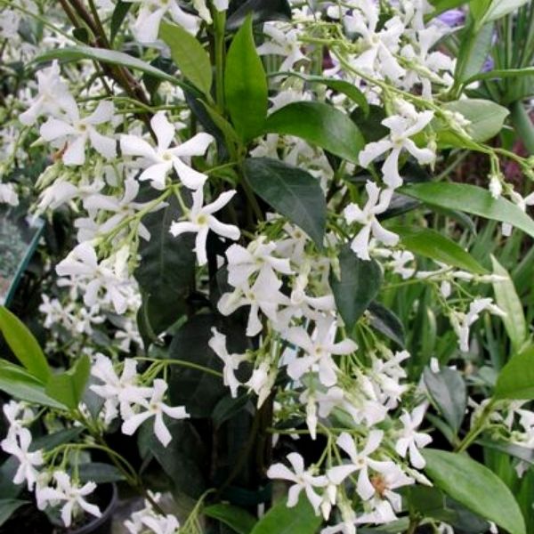 Star Jasmine image