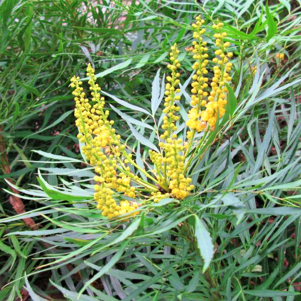 Soft Caress Mahonia image
