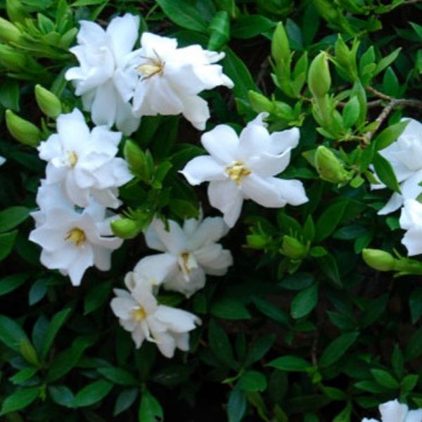 Radicans Gardenia Plant White Blooms image