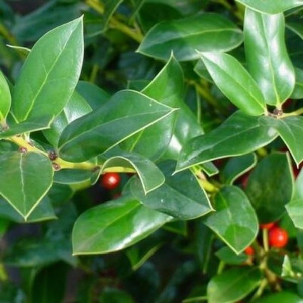 Holly 'Needlepoint' image