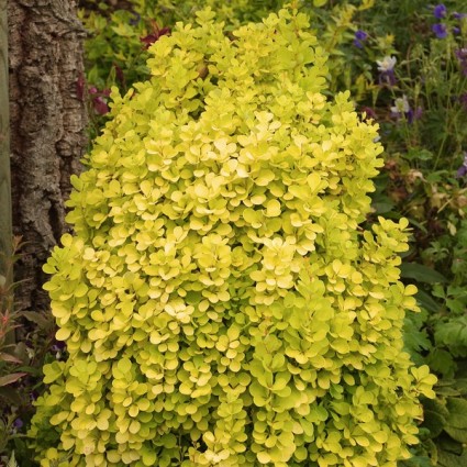 Golden Torch Barberry image