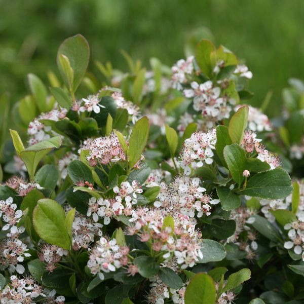 Low Scape Mound Chokeberry image