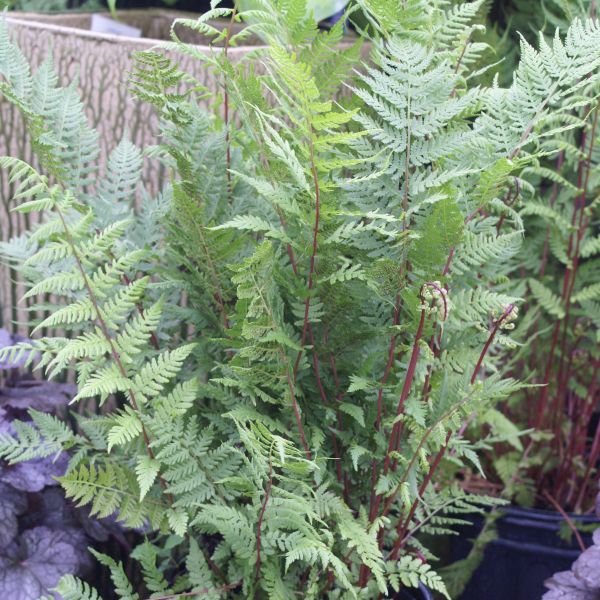 Lady in Red Fern image