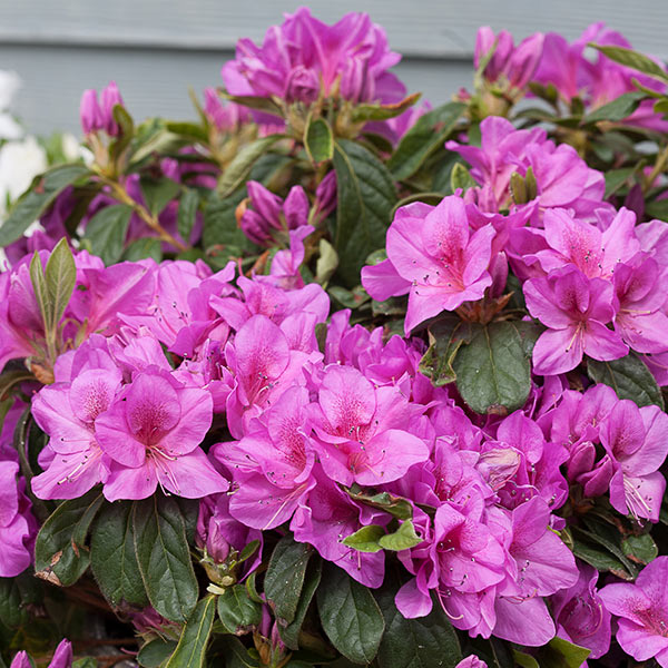 Bloom-A-Thon Lavender Reblooming Azalea image