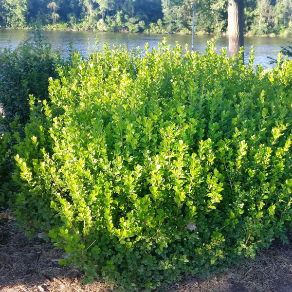 Sprinter Boxwood image