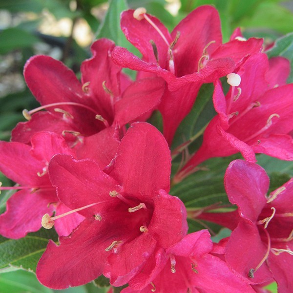 Red Prince Weigela Shrub image