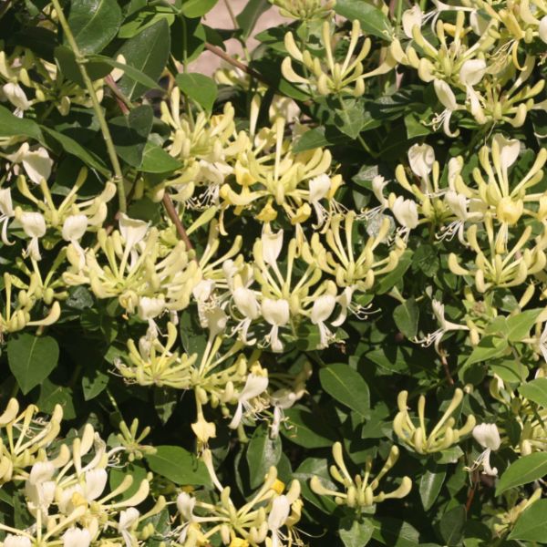 Scentsation Honeysuckle Vine image