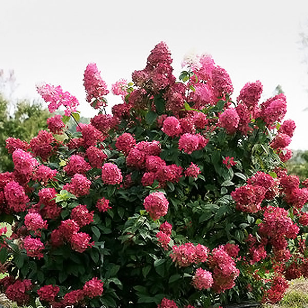 Fire Light Hydrangea image