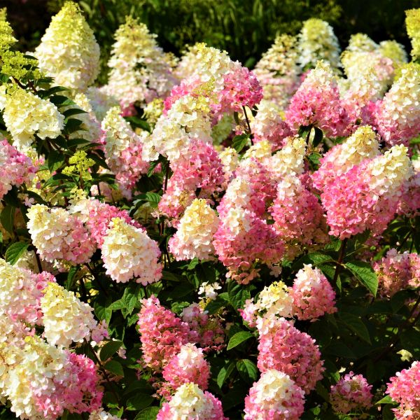 First Editions Strawberry Sundae Hydrangea image