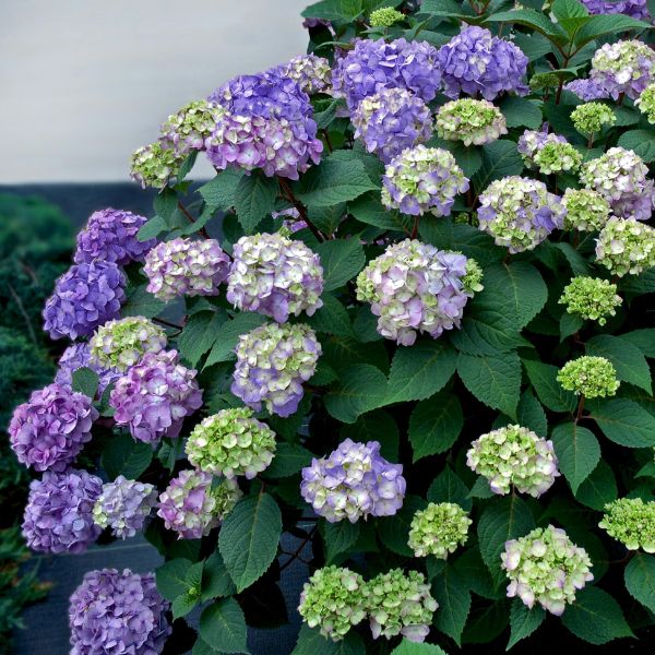 Endless Summer Bloomstruck Hydrangea image