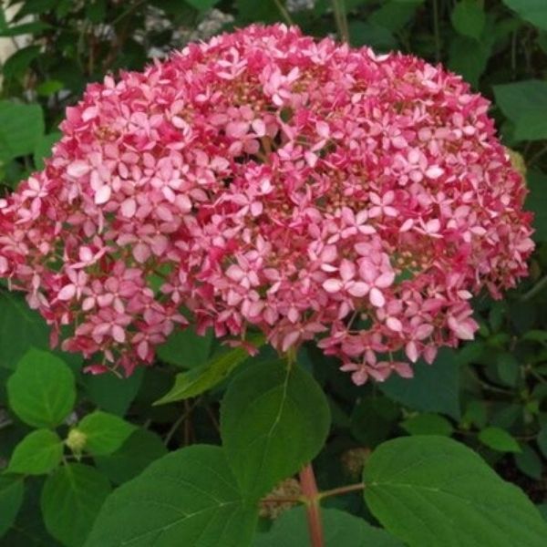 Invincibelle Ruby Hydrangea image
