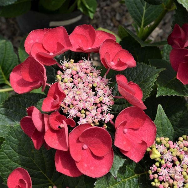 Cherry Explosion Hydrangea image
