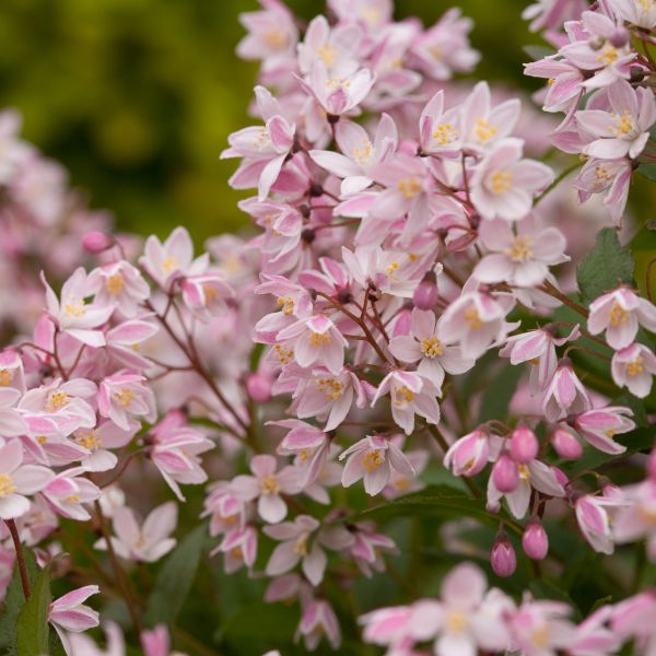 Yuki Cherry Blossom Deutzia image