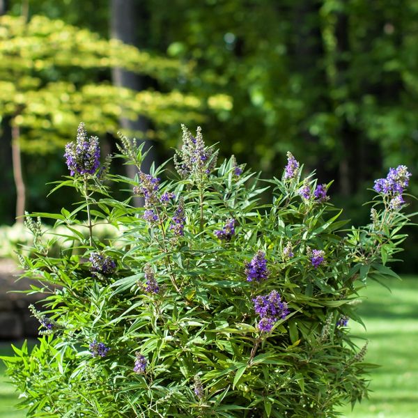 Blue Puffball Chaste Shrub image