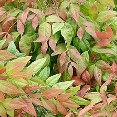 Blush Pink Nandina image