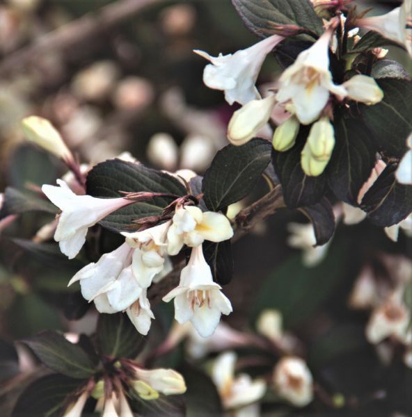 Tuxedo Weigela image