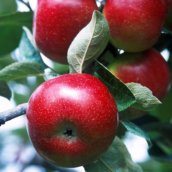 Online Orchards 3 ft. Red McIntosh Apple Tree with Scarlet Splashed Tart Fruit Great for Eating and Baking