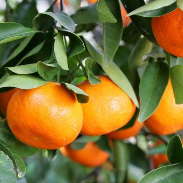Dancy Tangerine Tree image