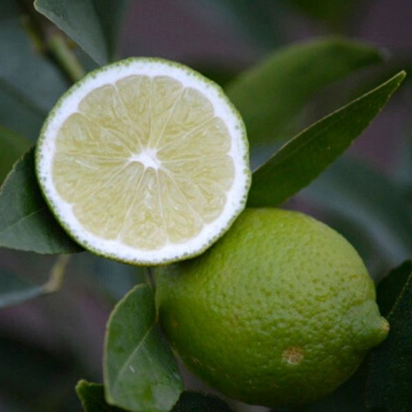 Bearss Lime Tree image