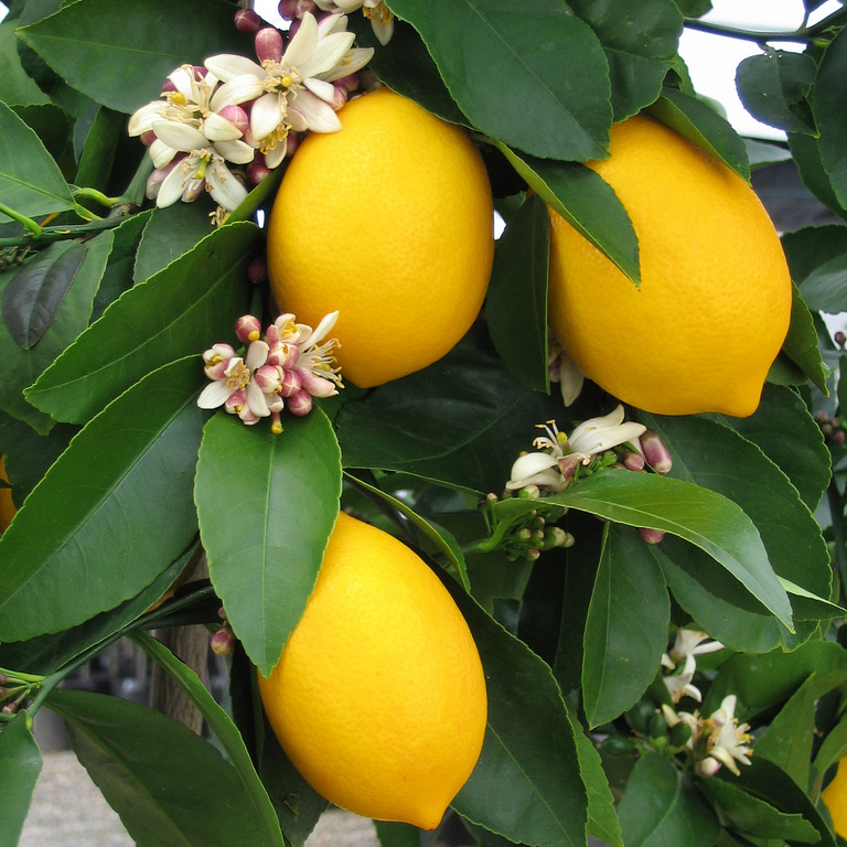 Improved Dwarf Meyer Lemon Trees image