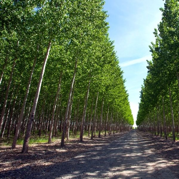 Hybrid Poplar image