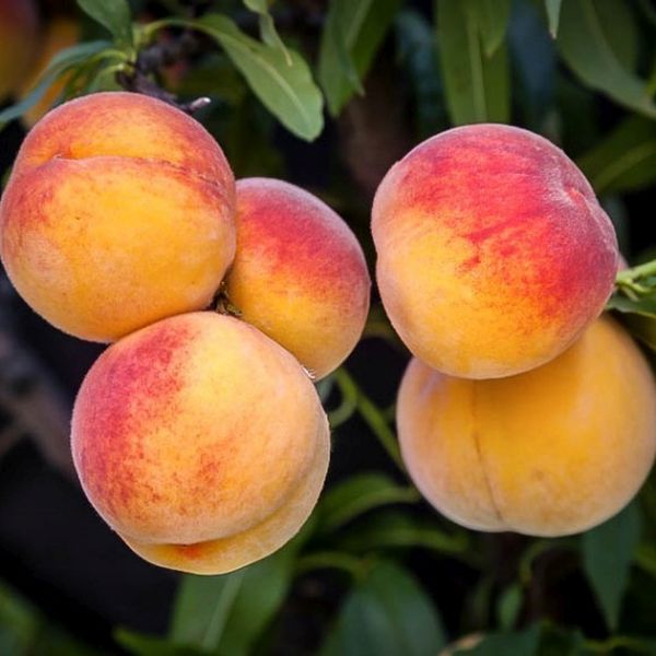 Elberta Peach Tree image