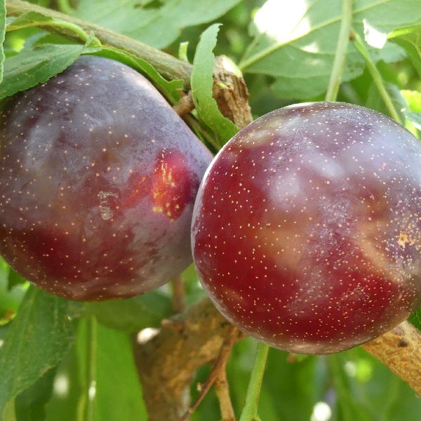 Santa Rosa Plum Tree image