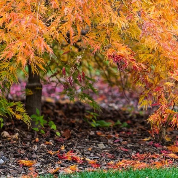 Redpointe Maple Trees for Sale – FastGrowingTrees.com