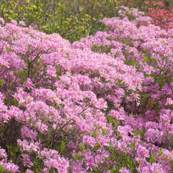 Orchid Lights Azalea image