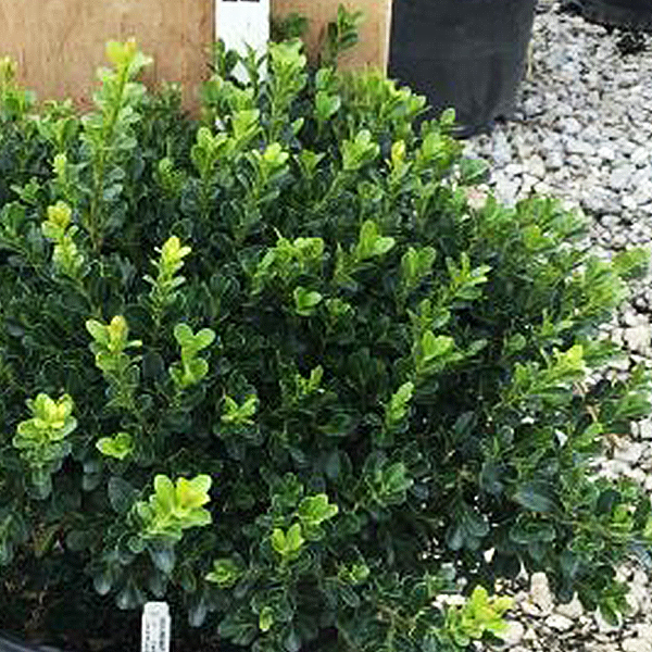 Green Beauty Boxwood image