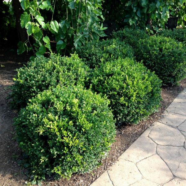 Winter Gem Boxwood image