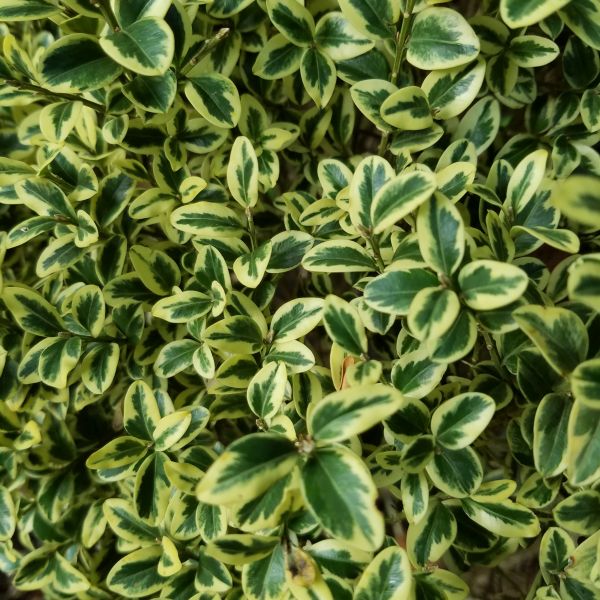 Variegated Boxwood image