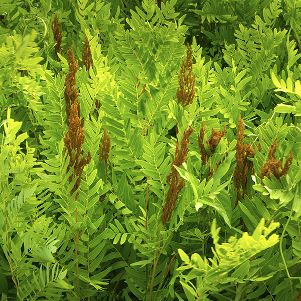 Royal Fern image