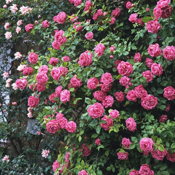 Zephirine Drouhin Climbing Rose image