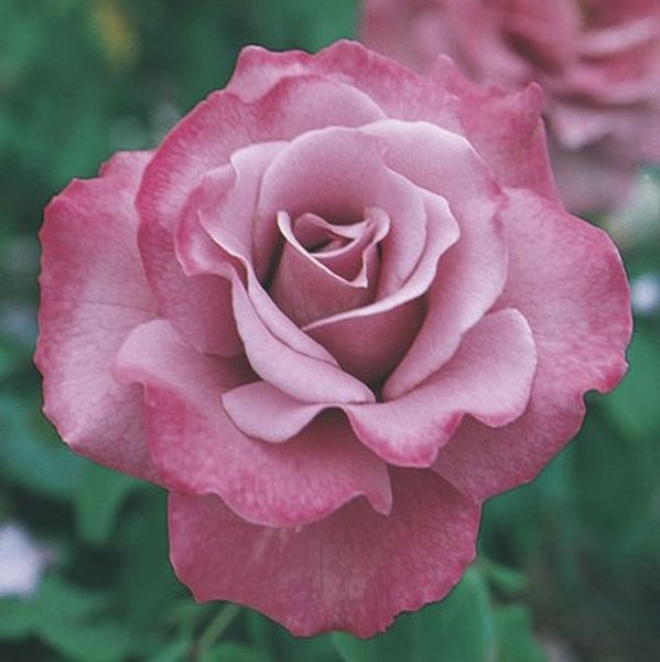 Angel Face Floribunda Rose image