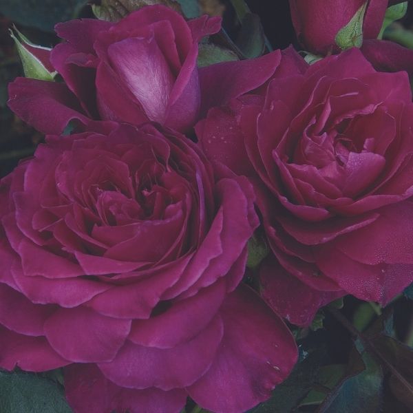 Intrigue Rose image