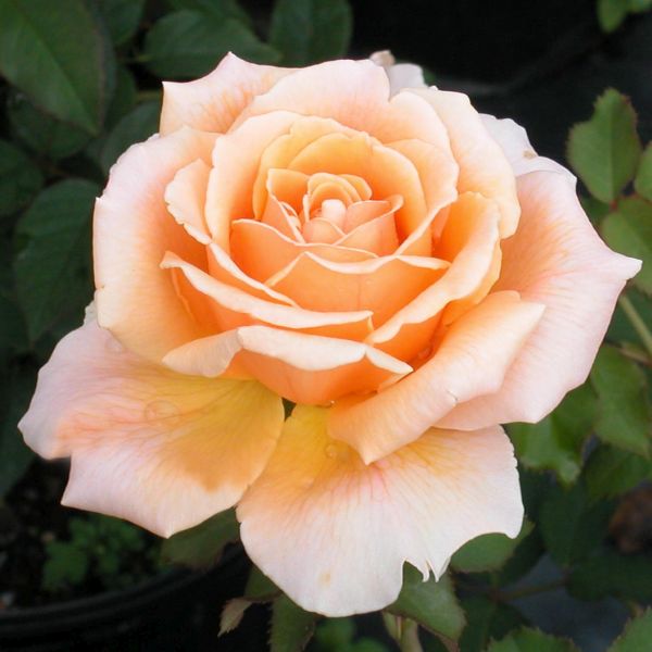 Just Joey Hybrid Tea Rose image