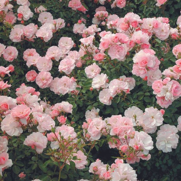Bonica Rose image