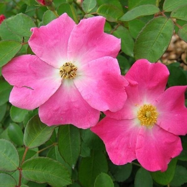 Nearly Wild Rose image