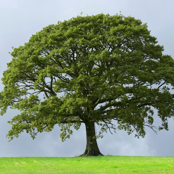 Sawtooth Oak Tree image