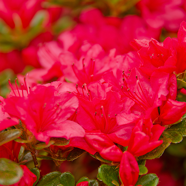 Girard Crimson Azalea Plant With Red Blooms image