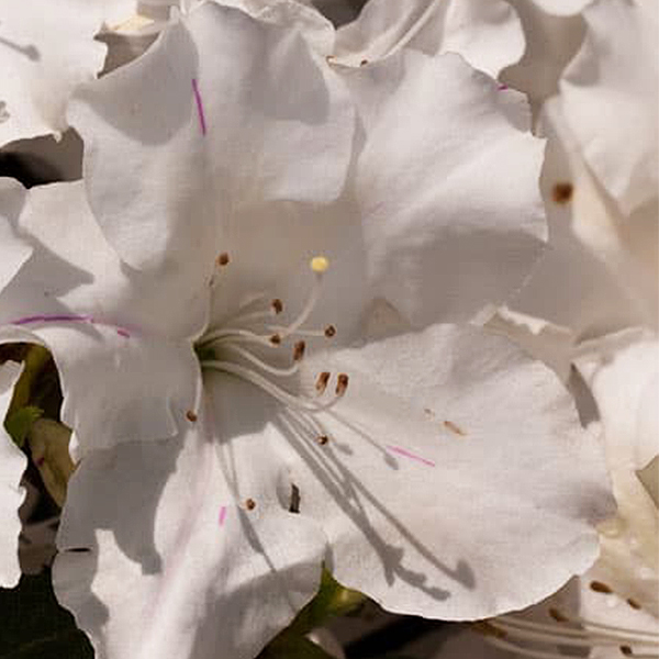 Autumn Lily Encore Azalea image